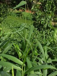 Image result for Setaria poiretiana