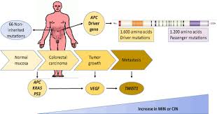 Dna mutation lab activity, dna mutations activity for middle school, dna mutations quiz flashcards, dna mutation notation, dna mutation test exam 2 answer key from dna mutations practice worksheet answers , source: Passenger Mutations In Cancer Evolution