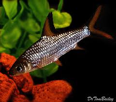 We did not find results for: Bala Shark For Sale Aquariumfish Net