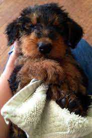 Pin By Amanda Ventrone Staymates On Airedales Airedale Terrier Puppies Airedale Puppy Cutest Dog Ever