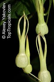 Image result for Riocreuxia