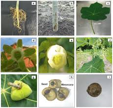 Image result for Jatropha scaposa