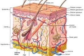 3d cross section of labeled parts of skin epidermis, dermis and subcutaneous layers on a white background. Skin Structure Chart Hanada