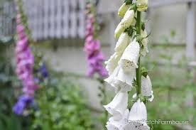 Check spelling or type a new query. How To Grow Foxgloves Flower Patch Farmhouse