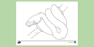 If you want snake picture for coloring yourself then you need to. Free Realistic Snake Colouring Sheet Colouring Sheets