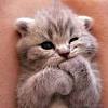 Picture of thoughtful cute kitten. Https Encrypted Tbn0 Gstatic Com Images Q Tbn And9gcq8vertz0xmrysub5k7zup4sryvjxvwvjk80m42nwzuishbwmpg Usqp Cau