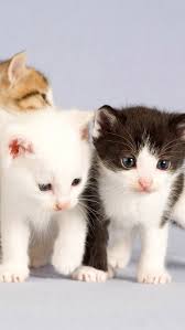 Iphone 8 Hd Duvar Kagitlari Cute Kittens Guzel Kediler Kediler Ve Yavrulari