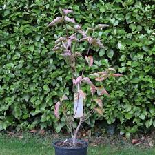 Genus name comes from the latin word cornu meaning horn in probable reference to the strength and density of the wood.cornus is also the latin name for cornelian cherry. Cornus Kousa Venus