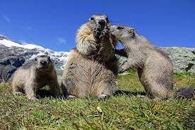 Maybe you would like to learn more about one of these? Murmeltiertag Spruche Suche