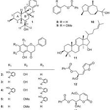 Image result for Cleistochlamys