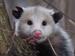 Trail Cam Accidentally Captured The Moment An Opossum Helped A Deer By Picking Ticks Off Its Face Opossum Possum Nocturnal Animals