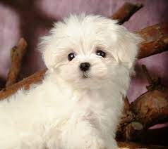 White Maltese Puppy Dogs Maltese Dogs Teacup Puppies Maltese Maltese Puppy