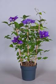 It was opened in 1898, but has been rebuilt. Clematis Boulevard Collection Olympia Evipo099 N Clematis Flower Pots Plants