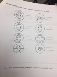 In the mitotic phase, the replicated dna and cytoplasmic contents separate, and the cell divides. Label The Following Stages Of A Cell Undergoing Chegg Com