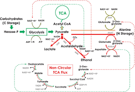Glycolysis Diagram Plant Wiring Diagrams