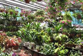 Nurseries (wholesale & retail), landscape contractors, ceramic products advance orchids nursery (penang) sdn bhd 382mk6, jalan krian kedah, 14200 sungai bakap penang tel: All About Rare Plant Uncommon Plant Unique Plant And Others Plants For Sale Johor Bahru