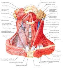 The neck muscles, including the sternocleidomastoid and the trapezius, are responsible for the neck muscles contract to adjust the posture of the head throughout the course of a day and have. Gedo Mazou Susanoo Kurama Human Version Muscle Anatomy Neck Muscle Anatomy Shoulder Muscle Anatomy
