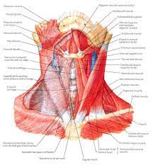The muscles of the anterior neck are arranged to facilitate swallowing and speech. Gedo Mazou Susanoo Kurama Human Version Neck Muscle Anatomy Muscle Anatomy Muscle Diagram