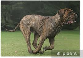 We did not find results for: Poster Fila Brasileiro Pixers Wir Leben Um Zu Verandern
