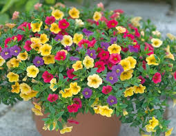 Image result for foto muškáty