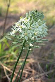 Image result for Ornithogalum pulchrum