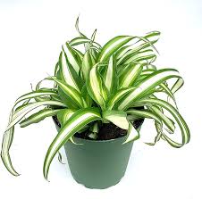 Image result for Chlorophytum africanum