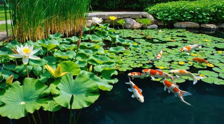 How to Select Suitable Plants for Your Water Garden – Castle Aquatics