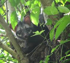 Indonesia's rich diversity extends beyond the people, culture, and ethnicities. Asian Palm Civet Wikipedia