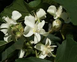 Image result for Dombeya