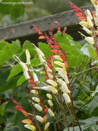 Image result for Lobelia lobata