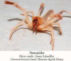 Camel spider vs a fat tail scorpion (nickname man killer) in iraq subscribe for more videos!! Vinegaroons And Sun Spiders Arizona Daily Independent