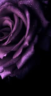 Find Beauty Everywhere Purple Flowers Wallpaper Purple Roses Wallpaper Flower Phone Wallpaper