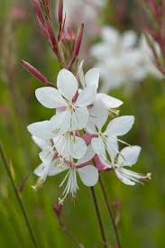Image result for Oenothera lindheimeri