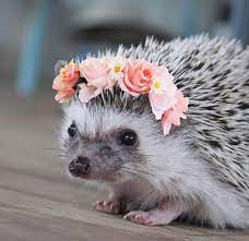 20 Cute Hedgehog Pics The Cutest Hedgehogs On The Internet Cute Hedgehog Cute Animals Baby Hedgehog