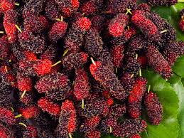 Technically, mulberry fruit is an aggregation of small fruits arranged concentrically around the central axis as in blackberry or loganberries. 8 Top Benefits Of Mulberries How To Eat Organic Facts