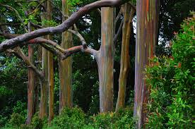 Image result for Eucalyptus