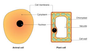 Animal and plant cells worksheet ks3. Pin On Makes Me Think About Biology