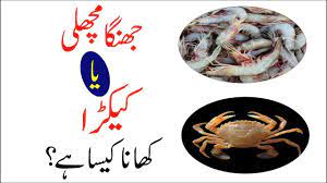 Eating crab is halal or haram in islam : Jhinga Machli Khana Haram Hai Ya Halal Hai Ø¬Ú¾Ù†Ú¯Ø§ ÛŒØ§ Ú©ÛŒÚ©Ú'Ø§ Ú©Ú¾Ù†Ø§ Ú©ÛŒØ³Ø§ Youtube