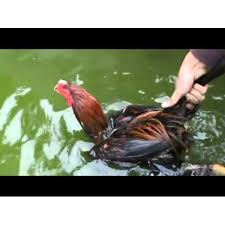 Ayam aduan dengan dada yang bagus mempunyai nafas yang panjang karena memiliki rongga paru yang lebih besar. Tips Mencari Ayam Bangkok Juara Berdasarkan Fisiknya Ayam Bangkok Ayam Bangkok Super Ayam Thailand Leung Hang Khao Thailand Original Babon Import Jakarta Timur Jakarta Indonetwork