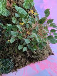 Image result for Begonia vankerckhovenii