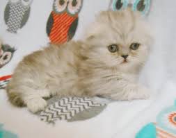 Munchkin kittens for sale are sold as pets only. Scottish Kilt Kittens For Sale Munchkin Fold Kittens For Sale Scottish Fold Munchkin Kittens