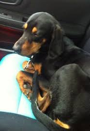 Black And Tan Coonhound Rescue American Black And Tan Coonhound Rescue Coonhound Puppy Coonhound Large Dog Breeds