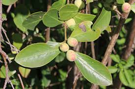 Image result for Acokanthera