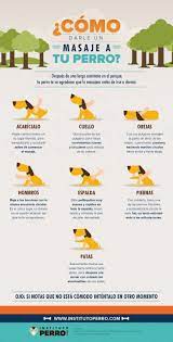 Masajes Para Perros Mucho Mas Que Una Sesion De Relax Consejos Para Mascotas Perros Perros Mascotas