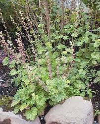 Tellima Grandiflora Forest Frost Fringe Cups Dry Shade Plants Shade Plants Plants