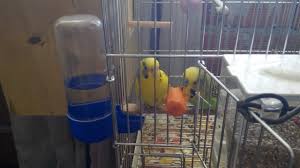 Muhabbet Kuslariniz Havuc Yemeyi Ne Kadar Seviyor Your Budgie Did You Like Carrots Youtube