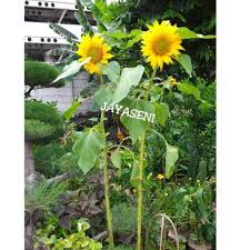 Nama ilmiahnya berasal dari kata yunani helios (matahari) dan anthos (bunga). Tanaman Hias Bunga Matahari Besar Shopee Indonesia