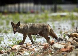How can you protect your cat or dog from coyotes? Wily Coyotes Invade Orlando Kill Cats And Breed Fast Commentary Orlando Sentinel