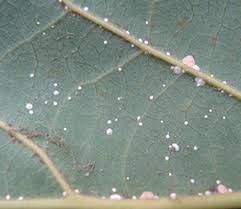 Estas son las 15 plagas más importantes que afectan a las plantas de interior. Control De Escamas Anasac Jardin