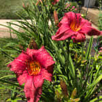 Miniature daylily flowers and dwarf height make them a versatile plant for the landscape. Daylily Little Business K Van Bourgondien